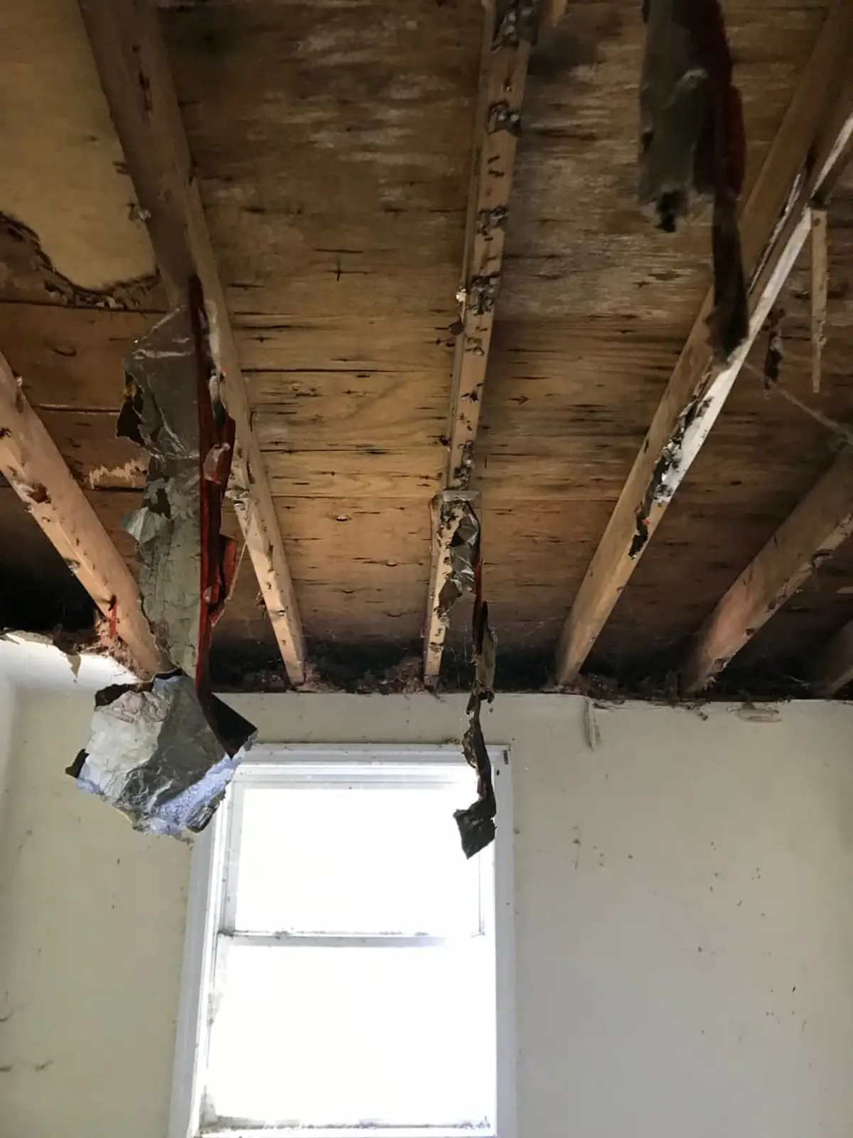 Selling a house with mold in Mastic: open ceiling joists with stains and torn insulation